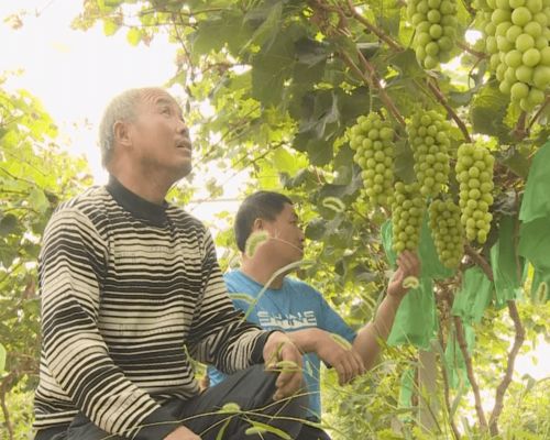 朱鹏飞如何通过榛子种植实现致富？