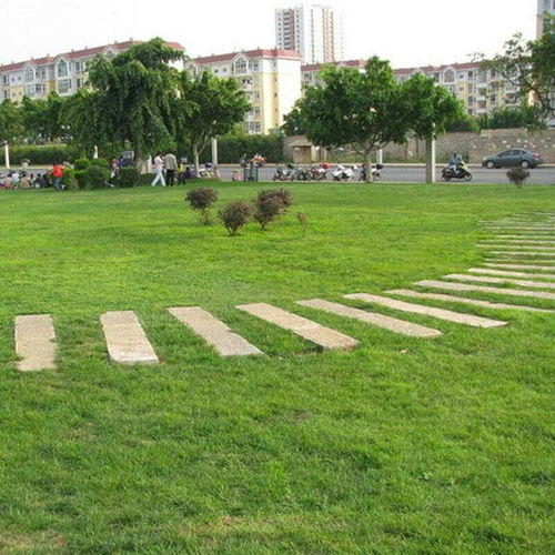 草坪种籽的选择