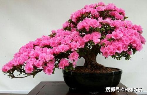 桂花树不宜用醋水浇，小心伤花！