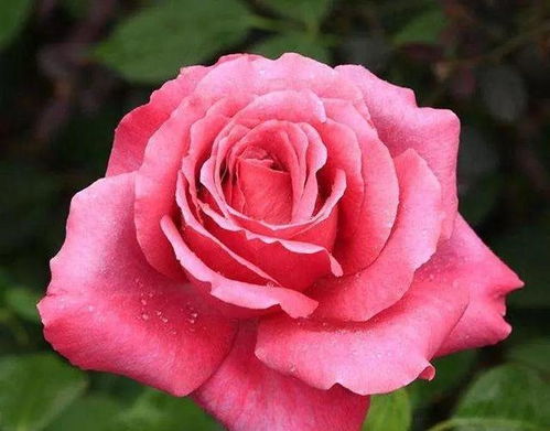 修剪枝条， 促进新枝生长