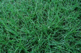 黑麦草：生长的冠军