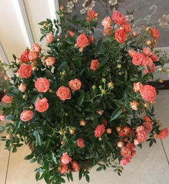 杀菌药，冬天不嫩少！