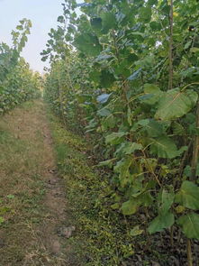 栽植技巧：减少暴露，保护树苗