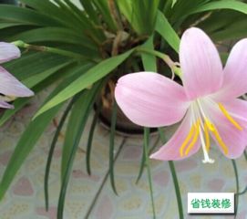 十月份适合种植哪些花卉？请推荐十种适合十月种植的花卉