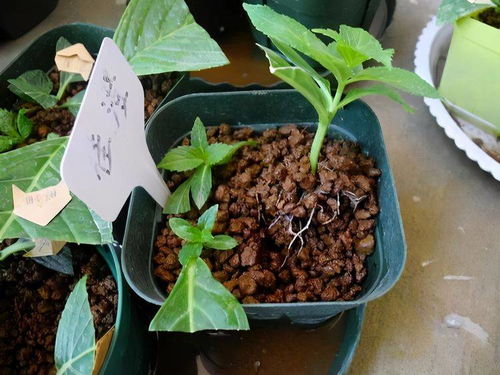 常见植物扦插表现对比