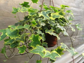 懒人植物推荐清单