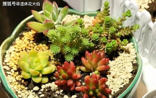 “如何判断浇花是否浇透？”