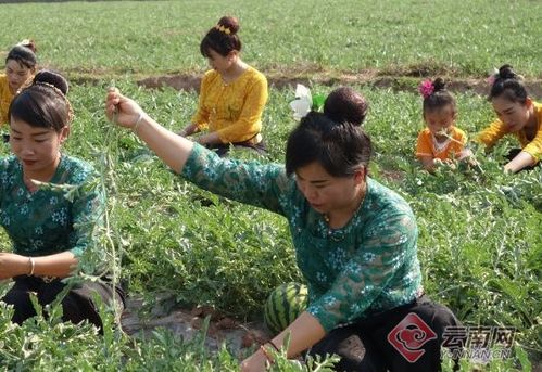 育苗窗口期的秘密