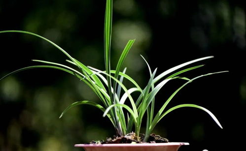 兰花花盆还嫩种啥