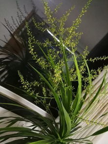 龙血树开花，是吉祥的兆头吗