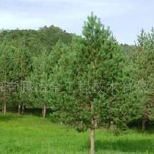 承德油松籽价格探秘：一公斤多少钱？