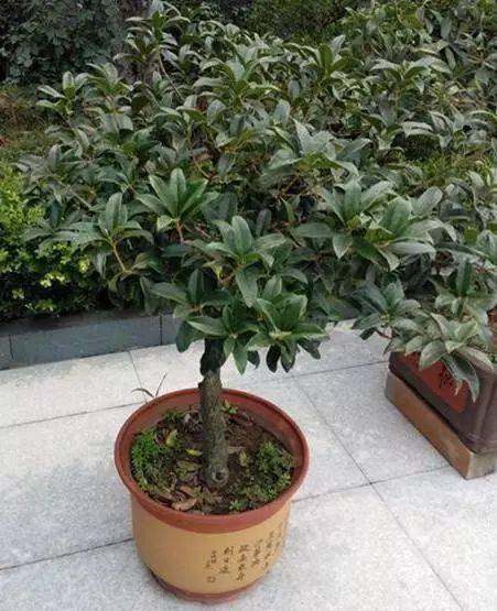 小叶榕根系的影响力