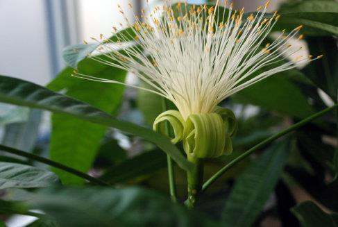 养护方法和注意事项