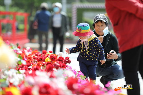 月季花展盛情绽放，五一期间邀您共赏