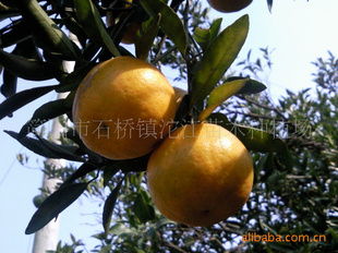 椪柑丰产需选优质品种，奠定基础