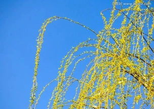 柳树的枝条颜色之谜