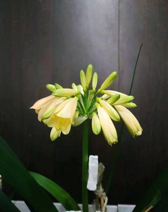 温差刺激法：促花绝招大公开