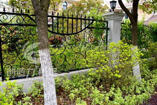 夏季苗木种植需要注意的几个方面：