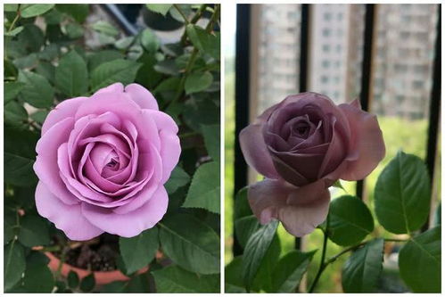 莎士比亚月季， 红得耀眼