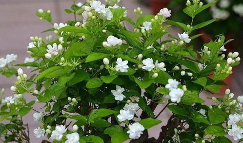 为什么高速绿化带总是选择同款花？