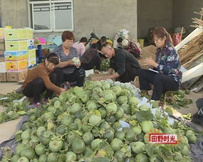 广西浮石镇青椒迎来丰收，青椒成熟上市