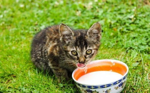 猫咪能喝菊花茶吗？它对猫咪健康有影响吗
