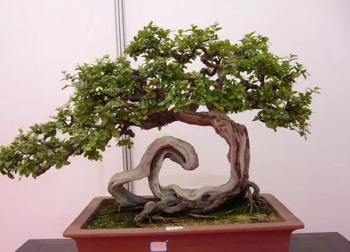 秋季室内盆景如何养护？如何让盆景焕发新绿
