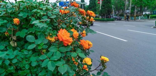 德阳花月季：绿化风景线的美丽蜕变