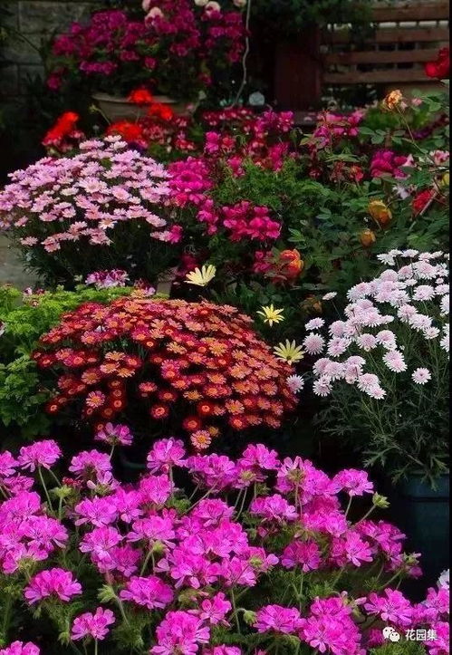 梅雨季，花花草草也烦恼？怎么选耐湿多年生草花？