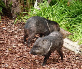 猪福利养殖，关爱动物