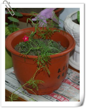 茑萝的种植小秘密：播种季节与技巧大揭秘