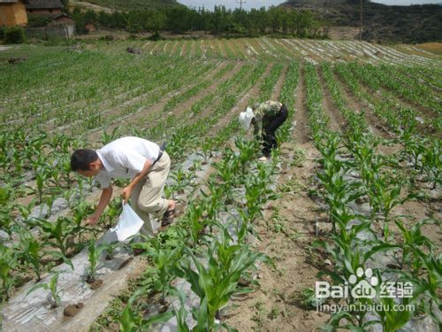 整地要下血本，播种要讲究技巧