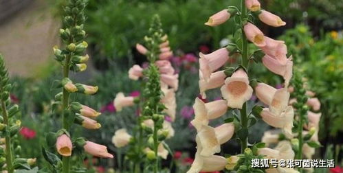 树荫下的秘密花园：揭秘耐阴花草种植之道