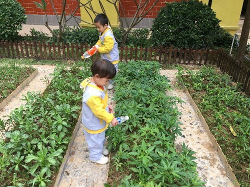 幼儿园栽种花草的重要性
