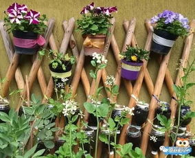 园艺观察，从一片叶子开始