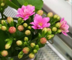 太阳花：叶子自带储水层，50℃高温下每天准时开花