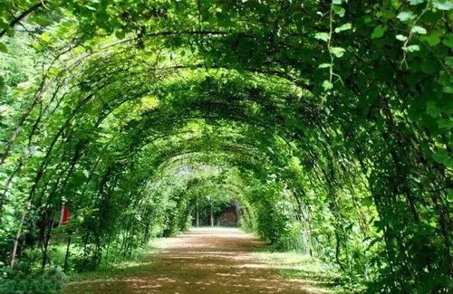 新疆爆款绿化树推荐，种出美丽家园！