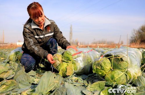 莲花白，那是新疆的鲜！