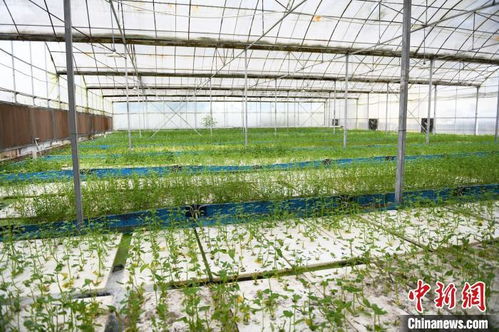 水循环助力农业发展：揭秘上市公司如何推动绿色灌溉革命