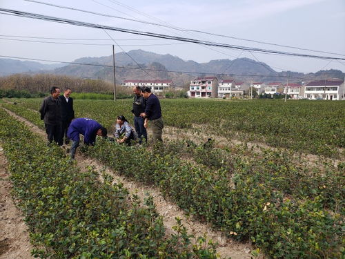 南北方养护差异表