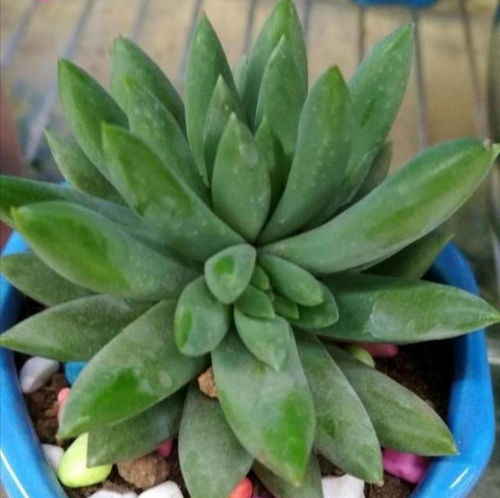 阳光之友——虎皮兰，多肉植物中的阳光明星