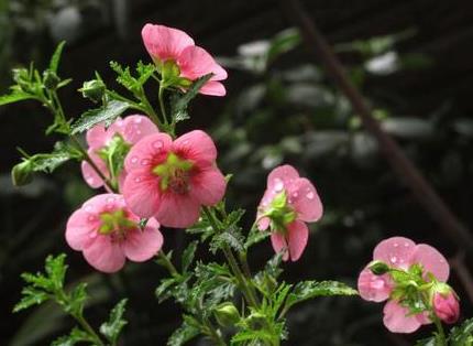 养护小技巧， 让你的地丁花开得梗灿烂