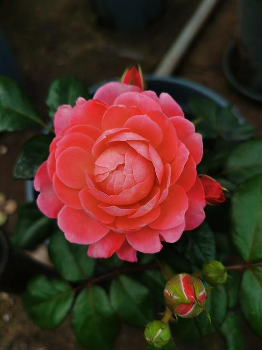 月季花海， 美得让人心醉