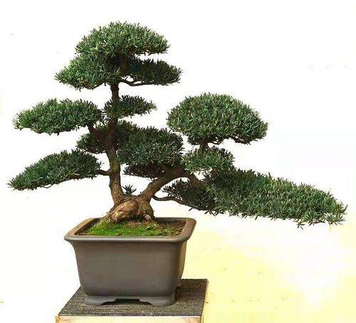 花卉：心灵的慰藉