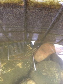 如何修建养甲鱼的水池，需考虑水质、温度和空间等因素