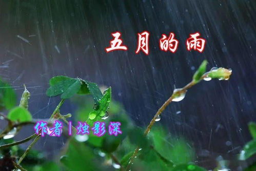 冬青叶影藏奥秘，谁解其中真意深