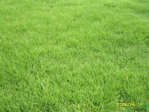 草坪成坪，效果惊人