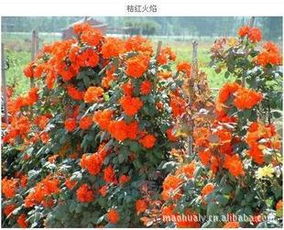 推荐爬藤植物：紫藤、 凌霄、常春藤等