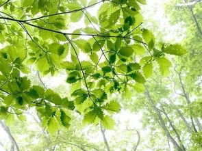 广玉兰：夏日枝头的皎洁云朵