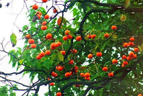 柿子树品种排行，最佳柿子树推荐